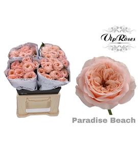 Rosa hol paradise beach 50 - RGRPARBEA