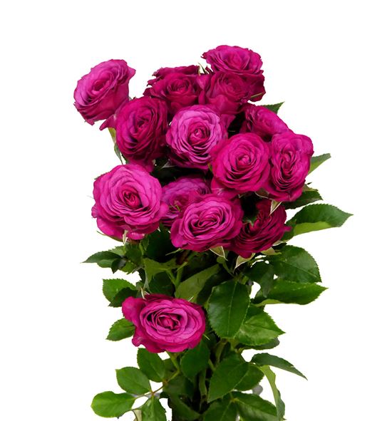 Rs ramificada cheyenne 60 - RTRCHEY