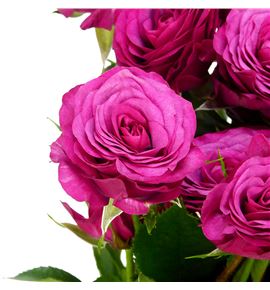 Rs ramificada cheyenne 60 - RTRCHEY Rs ramificada cheyenne 60 - RTRCHEY