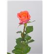 Rosa wow 50 - RWOW