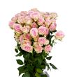 Rs ramificada baby folies 70 - RTRBABFOL