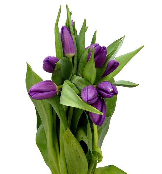 Tulipan hol bullit 46 - TULBUL