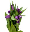 Tulipan hol bullit 46 - TULBUL