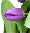 Tulipan hol bullit 46 - TULBUL1