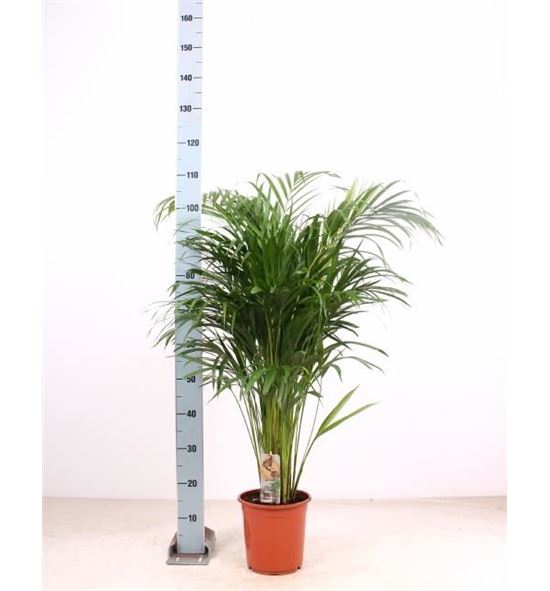 Pl. dypsis lutescens 110cm x1 - DYPLUT121110