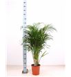 Pl. dypsis lutescens 110cm x1 - DYPLUT121110