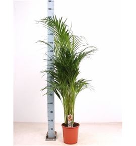 Pl. dypsis lutescens 140cm x1 - DYPLUT124140