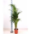 Pl. dypsis lutescens 140cm x1 - DYPLUT124140