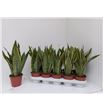 Pl. sanseveria laurentis 25cm x10 - SANLAU101225