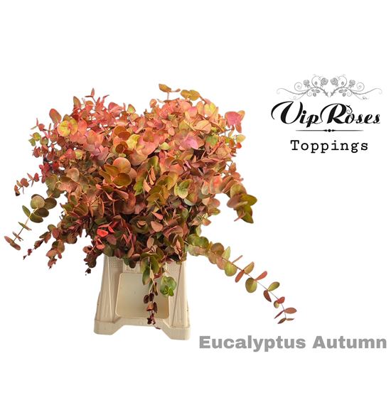 Eucaliptu cinerea autumn 70 - EUCINAUT