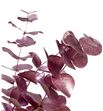 Eucaliptus cinerea rose gold - EUCINROSGOL1