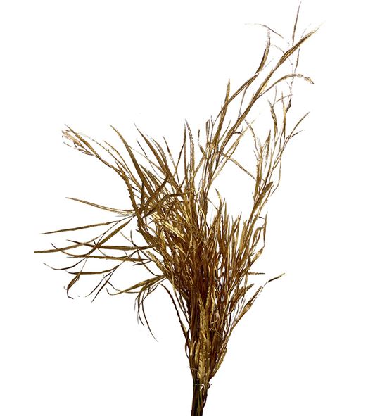 Grevillea antiek oro - GREANTORO