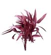 Victoria metallic rose - VICMETROS