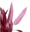 Victoria metallic rose - VICMETROS1
