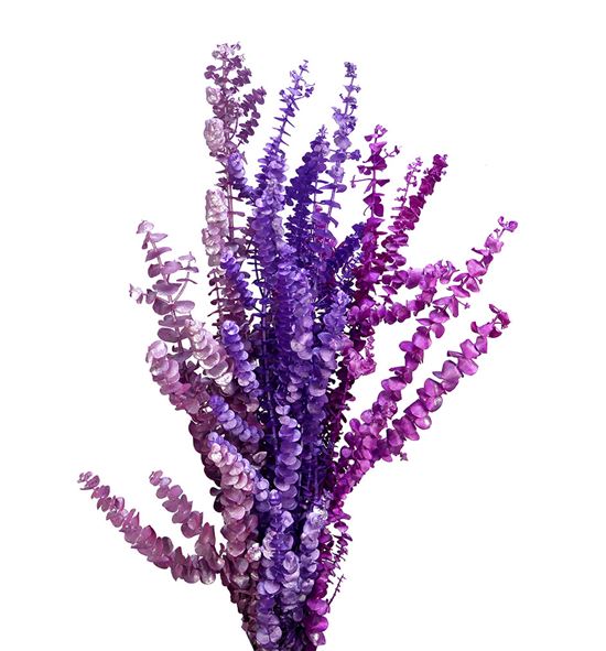 Eucaliptus baby metalic lila mix - EUCBABMETLILMIX