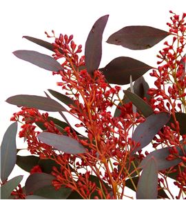 Eucaliptus globulus teñido rojo - EUCGLOTENROJ