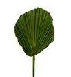 Hoja washingtonia geknipt 70 - HOJWASGEK