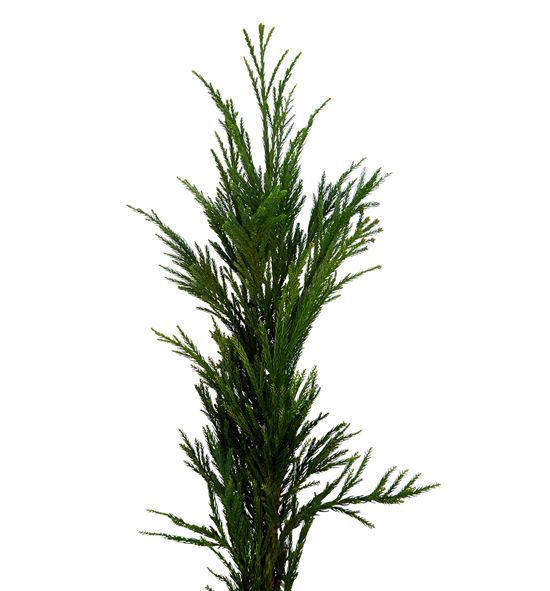 Cryptomeria cristata 65 - CRYCRI
