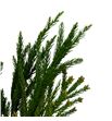 Cryptomeria cristata 65 - CRYCRI1