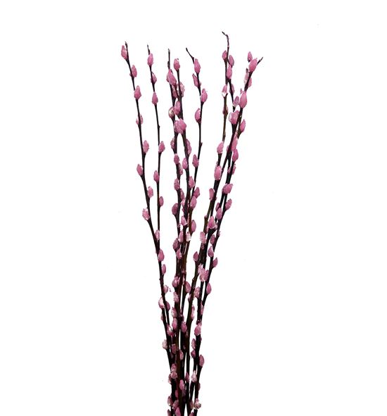 Salix wilgenkatjes rosa claro 70 - SALWILROSCLA