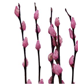 Salix wilgenkatjes rosa claro 70 - SALWILROSCLA