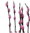 Salix wilgenkatjes rosa claro 70 - SALWILROSCLA1