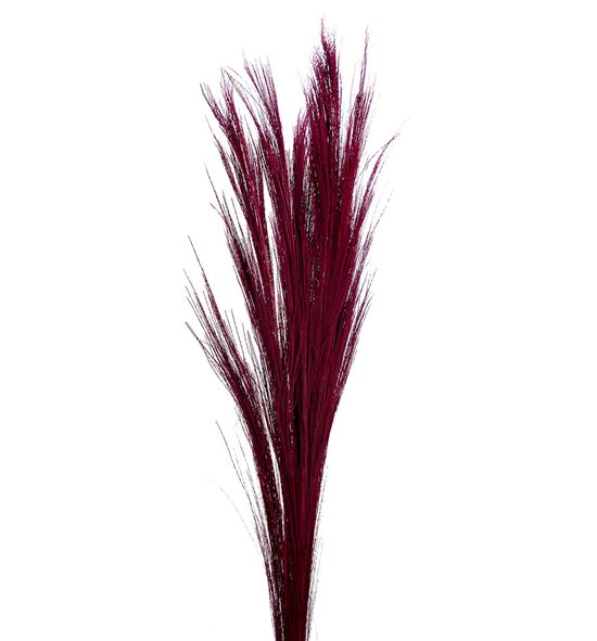 Broom graas seco red - BROGLASECRED