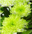 Cr zembla lime - CRGZEMLIM1