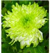 Cr zembla lime - CRGZEMLIM2