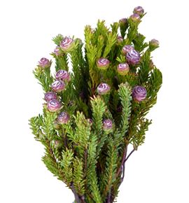 Kaaps leu linifolium 50 - KAALEULIN