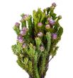 Kaaps leu linifolium 50 - KAALEULIN