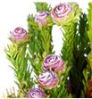 Kaaps leu linifolium 50 - KAALEULIN1