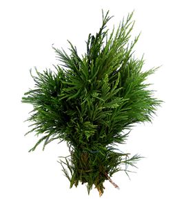 Cryptomeria 5kg 50 - CRY5