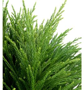Cryptomeria 5kg 50 - CRY5