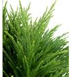 Cryptomeria 5kg 50 - CRY51
