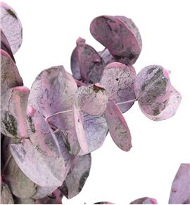 Eucaliptus cinerea light rosa - EUCCINLIGROS