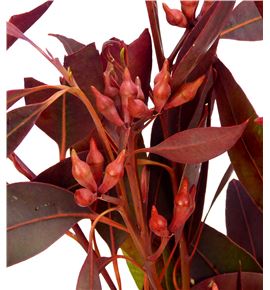 Eucaliptus robusta teñido rojo - EUCROBTENROJ
