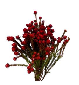 Kaaps leu linifolium rojo 50 - KAALEULINROJ