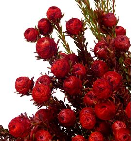 Kaaps leu linifolium rojo 50 - KAALEULINROJ
