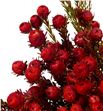 Kaaps leu linifolium rojo 50 - KAALEULINROJ1