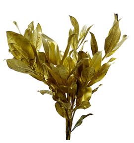 Magnolia oro - MAGORO