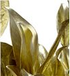 Magnolia oro - MAGORO1