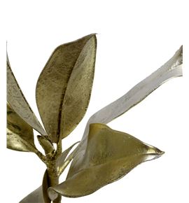 Magnolia platina - MAGPLAT