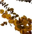 Eucaliptus preservado stuartiana amarillo - EUCPRESTUAMA1