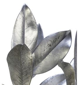 Magnolia plata - MAGPLA