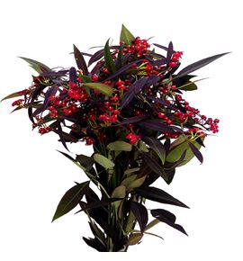 Euph kuttlerst 70 - EUPKUT