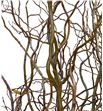 Salix tortuosa 220 - SALTOR1