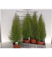 Pl. cupressus goldcrest wilma 75cm x5 - CUPWIL51775