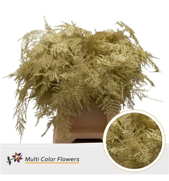 Esparraguera plumosa oro 45 - ESPPLUORO