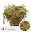 Esparraguera plumosa oro 45 - ESPPLUORO